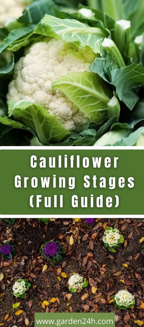 Cauliflower Growing Stages (Full Guide) Growing Cauliflower Raised Beds, Cauliflower Growing, How To Grow Cauliflower, Growing Cauliflower, Orange Cauliflower, Harvest Garden, Cauliflower Plant, Flea Beetles, Cabbage Worms