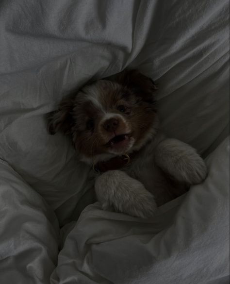 Dogs Aesthetic Dark, Dog Aesthetic Dark, Dogs Pics, Asthetic Picture White And Black, Moody Vibes, Puppy Snuggles, Dog Icon, Best Friend Photoshoot, Really Cute Dogs