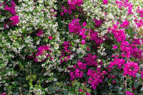 plants for the pergola; bougainvillea and jasmine. pretty and fragrant Climbing Flowers Trellis, Vine Trellis, Climbing Flowers, Jasmine Plant, Casa Exterior, Garden Deco, Garden Trellis, Climbing Plants, Bougainvillea