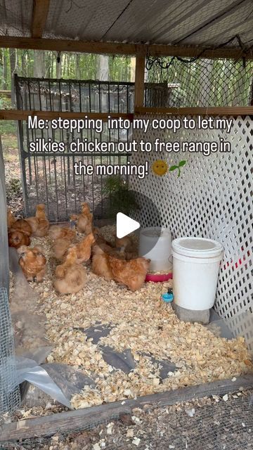 Jersey Silkies | Lavern Clarke on Instagram: "Each  breeding coop gets about one hour every day of free time! On grass and to be a chicken and enjoy their best life. 

🐣🌱 Free-ranging allows chickens to roam freely, engage in natural behaviors, and exercise, leading to improved weltare and reduced stress. 

🐣🌱 Free ranging silkies and Cochins can also have access to a diverse range of plants, insects and microorganisms, which can lead to a healthier gut!" Silky Chicken Coop, Silkie Chickens, Free Range, Healthy Gut, A Chicken, Best Life, Free Time, Coop, Life Is Good