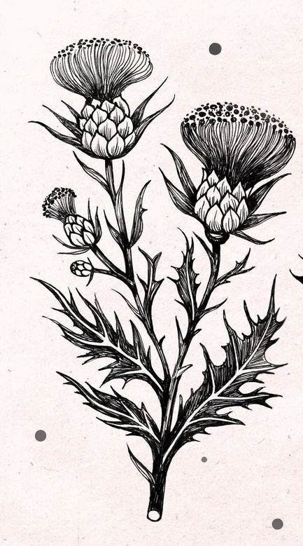 Scottish Thistle Art, Scottish Thistle Tattoo, Ephemeral Tattoo, Fleurs Art Nouveau, Thistle Tattoo, Thumb Tattoos, Wrist Tattoo Ideas, Line Tattoo Ideas, Wrist Tattoo Designs