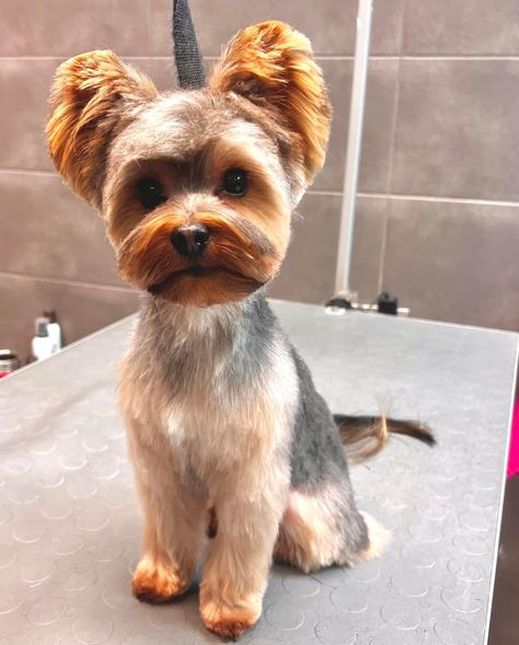 Yorkie Bear Haircut, Party Yorkie Haircut, Teddy Bear Yorkie Haircut, Short Yorkie Haircut, Morkie Haircut Hairstyles, Yorkie Haircut Teddy Bear, Yorkie Teddy Bear Cut, Morkie Haircuts, Yorkie Puppy Haircuts