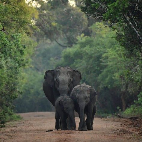 #Srilanka #Tourisum National Park is the most visited and second largest national park in Sri Lanka, bordering the Indian Ocean. The park consists of five blocks, ... Location: Southern and Uva Provinces, Sri Lanka Area: 978.807 km2 (377.919 sq mi) Sri Lanka Trincomalee, Sri Lanka Wildlife, Sri Lanka Elephants, Yala National Park Sri Lanka, Asian Elephants, Sri Lanka Holidays, Wild Elephant, Knysna, Sri Lanka Travel