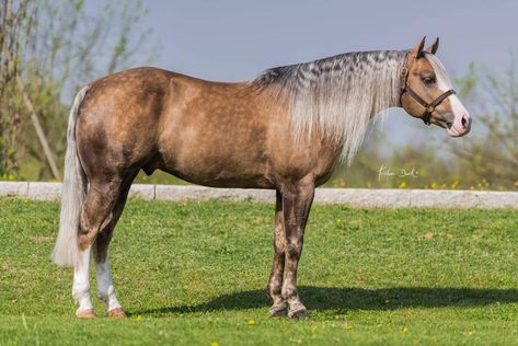 Quarter Horse Chocolate Palomino, Palomino Horses, Stock Horse, Aqha Horses, Reining Horses, Palomino Horse, Horse Reference, Horse Coats, Barrel Horse