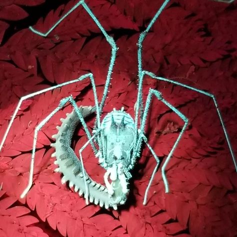 Harvestman Spider, Velvet Spider, Velvet Worm, Nightmare Fuel, Spiders, Ultra Violet, Biology, Bugs, Insects