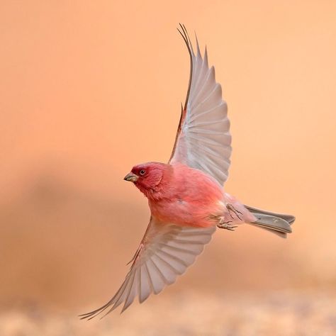 Rose Finch Bird, Rose Finch, Bicep Tattoos, Inner Bicep Tattoo, Red Rising, Finches Bird, Bicep Tattoo, Finches, Birds Flying