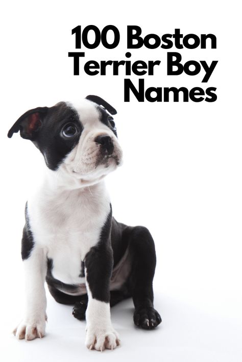 Boston Terrier In Clothes, Dog Name Ideas, Brindle Boston Terrier, Red Boston Terriers, Baby Boston Terriers, Boston Terrier Names, Boy Dog Names, Boston Terrier Funny, Cute Names For Dogs