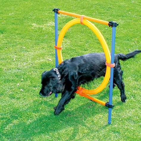 Amazon.com : PAWISE Pet Dogs Outdoor Games Agility Exercise Training Equipment Jumping Ring : PAWISE : Pet Supplies Dog Agility Training, Outdoor Dog Toys, Agility Training For Dogs, Dog Minding, Basic Dog Training, Outdoor Game, Agility Training, Aggressive Dog, Dog Help