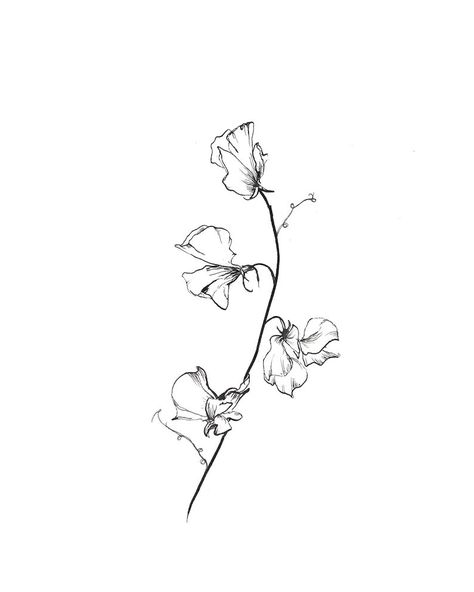 Sweet Peas Drawing, Sweet Pea Flower Illustration, Sweet Pea Flower Vine Tattoo, Sweat Pea Drawing, Sweet Pea Drawing Tattoo Ideas, Sweet Pea Plant Tattoo, Sweat Peas Flowers Tattoo, Tattoo Ideas Sweet Pea, Sweet Pea Flowers Drawing Tattoo Ideas