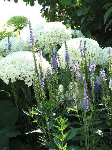 Annabelle hydrangea makes for a lovely backdrop for the spires of Blue Veronica. White Hydrangea And Lavender Garden, Mixed Hydrangea Garden, Annabella Hydrangea, Veronica Longifolia, Veronica Speedwell, Hydrangea Annabelle, Snowball Bush, Blue Veronica, Planting Combinations