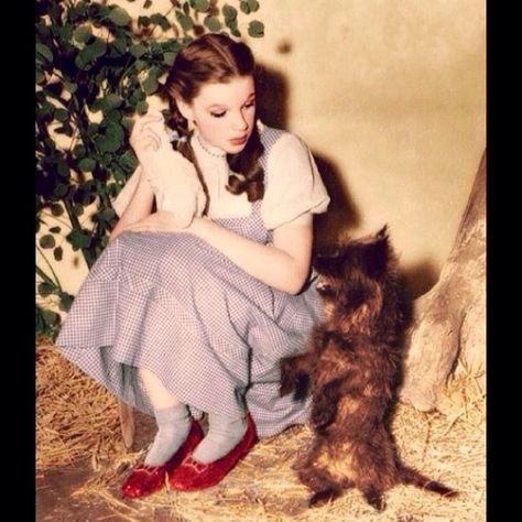 Judy/Dorothy and Toto/Terry behind the scenes in The Wizard of Oz. 1939 Wizard Of Oz 1939, Dorothy Gale, Isabella Rossellini, The Wonderful Wizard Of Oz, Goldie Hawn, Ingrid Bergman, The Wizard Of Oz, Judy Garland, Actrices Hollywood