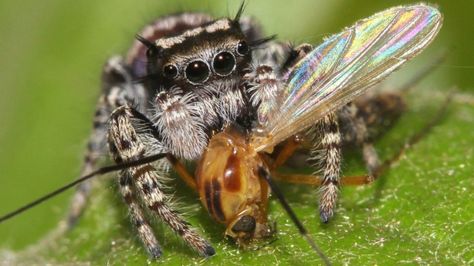 Spiders top the global predator charts Spider Eating, Cucumber Beetles, Jumping Spider, Food Web, Science Photos, Arthropods, Beneficial Insects, Arachnids, Basel