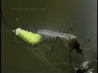 Mosquito eggs Interesting Gif, Meme Pictures, New Memes, Daily Dose, Fish Pet, Funny Gif, Funny Pictures, Funny Memes, Gif