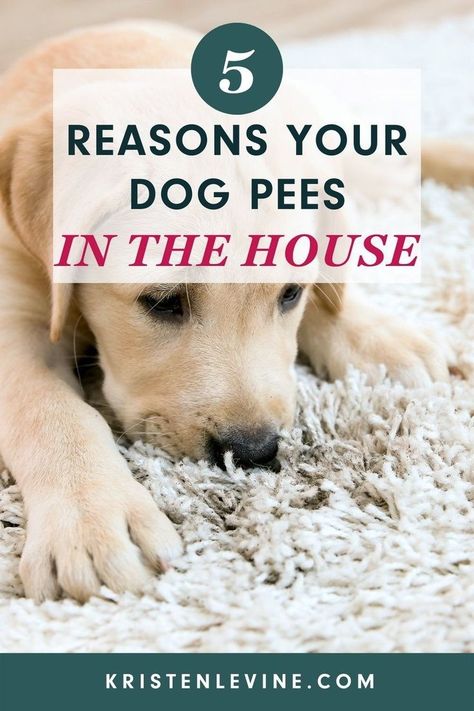 Dog Pee On Carpet, Cleaning Dog Pee, Dog Pee Smell, Pee Stains, Pee Smell, Painting Front Porch, Dog Pee Pads, Dog Remedies, Dog Urine