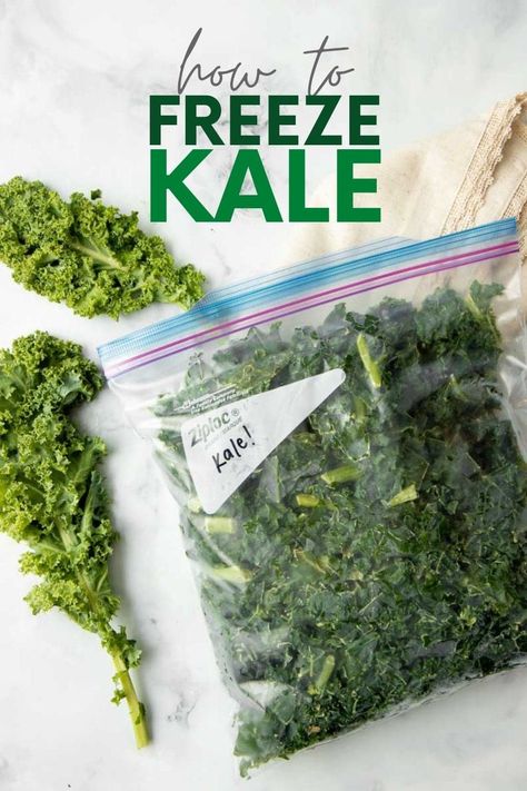 Frozen kale works beautifully in smoothies, soups, and casseroles. We'll teach you how to freeze kale so you can stock up when it's on sale! Freeze Kale How To, How To Freeze Fresh Kale, Freezer Kale Recipes, Freezing Kale How To, How To Preserve Fresh Kale, How To Freeze Kale For Soups, How To Preserve Kale, Recipes With Fresh Kale, Can You Freeze Kale