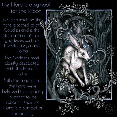 Magic Basics, Hekate Animals, Moon Hare Tattoo, Rabbit Symbolism, Hare Symbolism, Spring Hare, Rabbit Totem, Moon Hare, Hare Moon