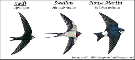 Warden Nick is still on his mission to conquer bird identification! This week he's been looking at aerial acrobats! Sand Martin, Swift Bird, House Martin, Brown Birds, Fastest Bird, Martin Show, Farm Pond, Farm Shed, Bird Identification