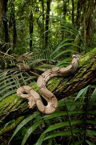 Hold a boa constrictor. Check. Tropical Bird Aesthetic, Junglecore Aesthetic, Snake In Forest, Brazil Jungle, Jungle Pictures, Jungle Photography, Jungle Plants, African Jungle, Jungle Life