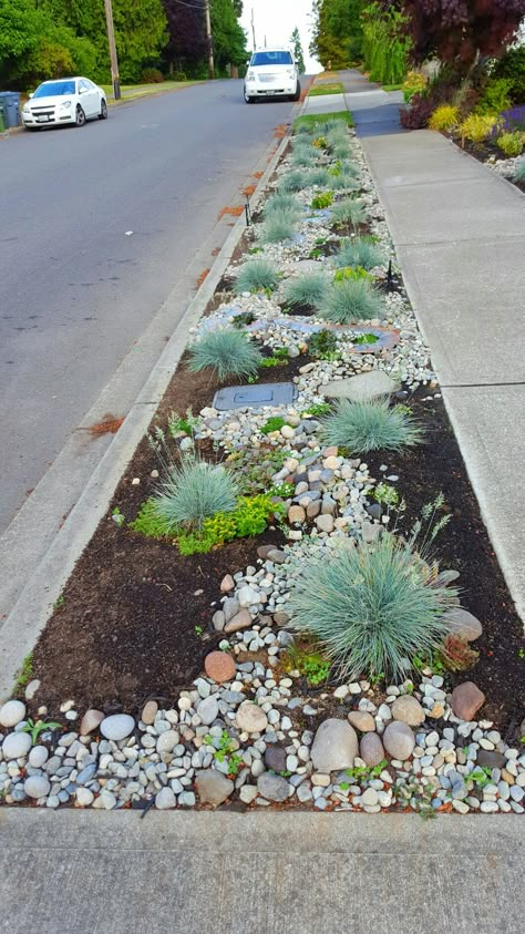 The hell strip, replanted. Wow! What a difference this made. I used stepping stones every 8 feet or so for people to walk on, also planted tough ground cover. Landscape Diy Ideas, Miscanthus Gracillimus, Sidewalk Landscaping, Mailbox Landscaping, Landscape Diy, Mulch Landscaping, Succulent Landscape Design, Succulent Landscaping, Rock Garden Landscaping