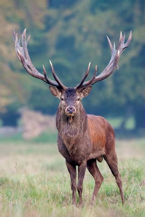 Male Deer, Deer Photography, Big Deer, Wild Animals Photography, Deer Photos, Deer Pictures, Red Deer, Majestic Animals, Animal Photos