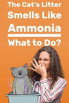 The Cats Litter Smells Like Ammonia - What to Do? Article by litter-boxes.com #LitterBoxes #TCS #TheCatSite #cat #cats #kitten #kittens #catsandkittens #catcare #litter #litterbox How To Make Cat Litter Not Smell, Cat Litter Smell, Cat Liter, Cat Litter Cabinet, Litter Box Smell, Cats Tips, Pretty Litter, Natural Cat Litter, Cat Pee Smell