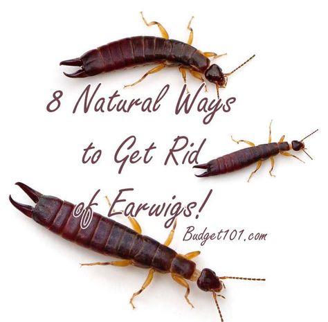 Got Earwigs in the house? Here are 8 Natural Ways to get rid of them & prevent them from coming back! Earwigs In House, Getting Rid Of Earwigs, Wet Leaves, Pest Repellent, Cockroach Control, Earwigs, Bug Killer, Household Plants, Plant Pests