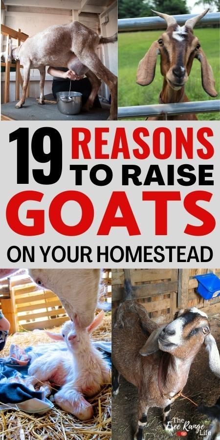 Goat Farming Ideas, Goats Milk Soap Recipe, Goat Fencing, Goat Fence, Milk Goats, Goats And Sheep, Goat Health, Totes Ma Goats, Goat Pen