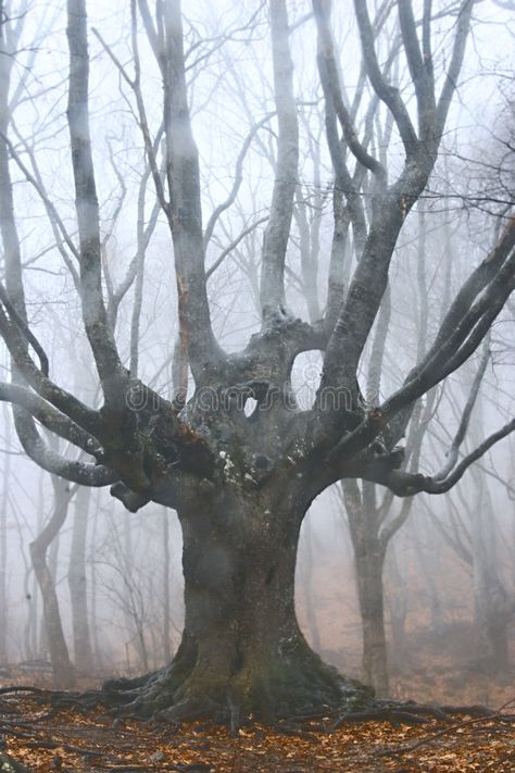 Dead Forest, Haunted Tree, Twisted Tree, Dead Tree, Dark Tree, Foggy Forest, Big Tree, Tree Drawing, Dark Forest