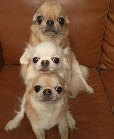 Dog Braces, Psy Chihuahua, Dog Chihuahua, Bulldog Francese, Chihuahua Lover, Cute Chihuahua, Chihuahua Love, Chihuahua Dog, Chihuahua Puppies