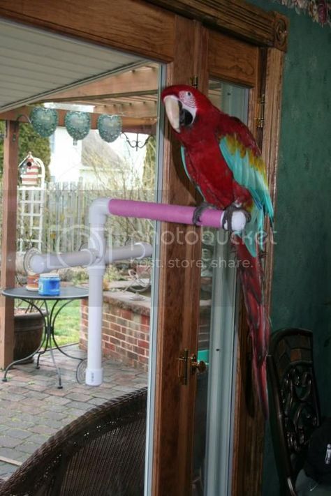 Parrot Ideas, Diy Parrot, Parrot Training, Parrot Care, Diy Bird Toys, Bird Lady, Bird Ideas, Parrot Food, Parrot Perch