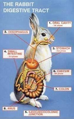 Anatomy of rabbit Rabbit Anatomy, Pet Rabbit Care, Rabbit Farm, Meat Rabbits, Veterinary Science, Raising Rabbits, Pet Bunny Rabbits, Vet Medicine, Rabbit Breeds