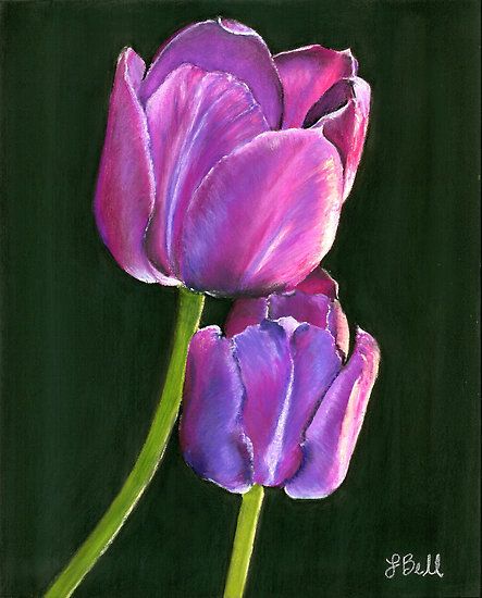 "Passion" pastel drawing by Laura Bell. Pastel Drawing, Black Background, Tulips, Pencil, Pastel, Purple, Flowers, Black, Art