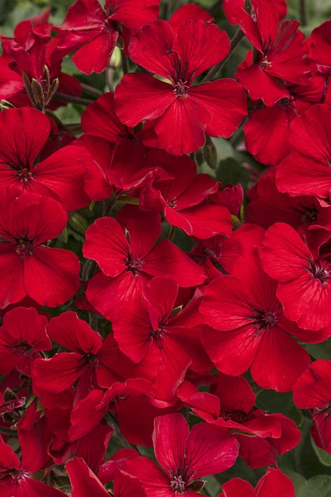 Things That Are Red, Bright Red Flowers, Scarlet Color, Flowers Red, Red Flower, Red Roses Wallpaper, Geranium Flower, Red Plants, Red Pictures