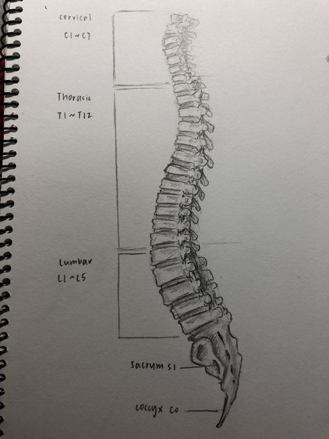 Human anatomy  Vertebral column Vertebral Column Drawing, Vertebral Column Anatomy, Human Body Projects, Learn Biology, Vertebral Column, Human Physiology, Medical Drawings, Xray Art, Basic Anatomy And Physiology