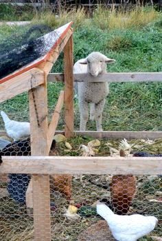 Sheep At Chicken Pin Farm Esthetics, Hobbie Farm, Farming Lifestyle, Cottagecore Farm, Urban Chicken Farming, Farm Chicken, Future Farms, Farm Lifestyle, Chicken Garden