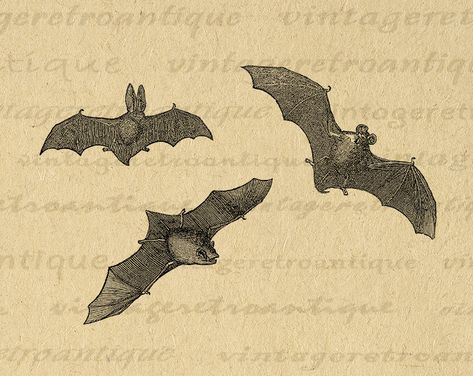 Printable Graphic Three Bats Download Halloween Illustration Digital Image Antique Clip Art  #Printable #Digital #Image #Art #VintageRetroAntique #Clipart #Download #Vintage #Antique #Artwork #Illustration Bat Illustration, Burlap Background, Throw Pillow Fabric, Burlap Sacks, Halloween Illustration, Halloween Bat, Antique Illustration, Real Vintage, Illustration Digital