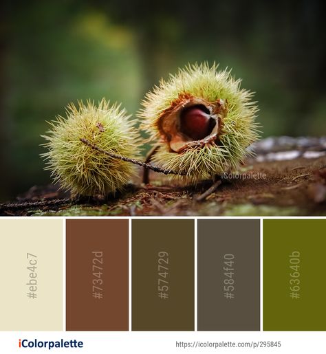 Color palette theme related to branch, chestnut, close up, flora, Image, macro photography, organism, spring, thorns spines and prickles, wildlife, . Download color palette as Pdf, Adobe swatch and more. Color Palette Theme, Mural Inspiration, Color Palette Ideas, Palette Ideas, Chestnut Color, Image Macro, Color Card, Macro Photography, Colour Palette