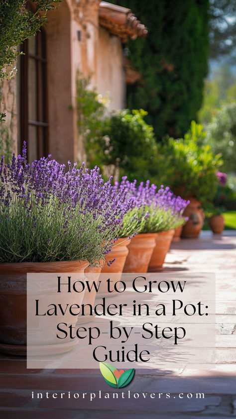 A row of terracotta pots with lush lavender plants growing along a sunny walkway. English Lavender Garden, How To Plant Lavender In A Pot, How To Grow Lavender In A Pot, Potted Lavender Outdoor, How To Grow Lavender, Growing Lavender Outdoors, Planting Lavender Outdoors, Lavendar Plant, Lavender Plant Indoors