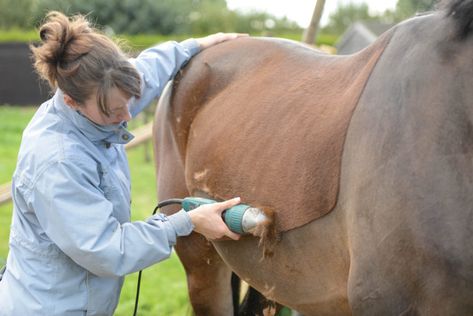 clipping horse Clipping Horses, Horse Crazy Girl, Horse Braiding, Classic Equine, Horse Clipping, Horse Info, Horse Anatomy, Favourite Season, Horse Dressage