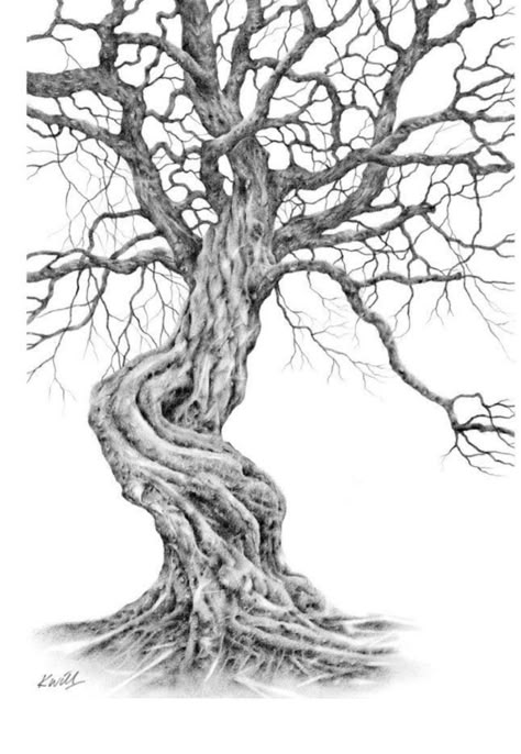 Oak Tree Drawings, Tree Tattoo Back, Drawing Tree, Tree Drawings Pencil, Twisted Tree, Tree Sketches, Drawing Course, Old Tree, Old Trees