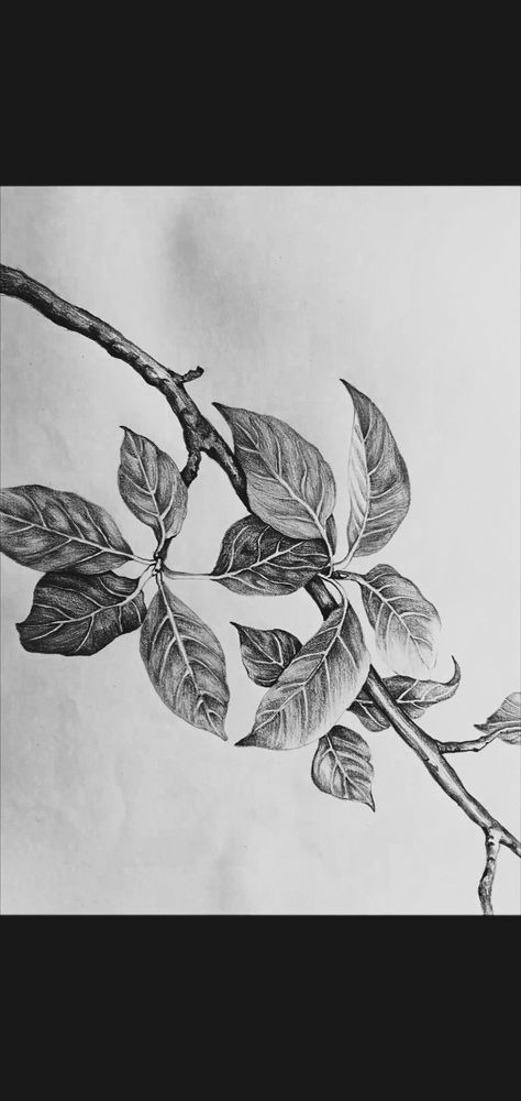 Shaded Leaves Drawing, Leaves Shading Pencil, Nature Object Drawing, Plant Study Drawing, Nature Study Drawing Sketch, Easy Sketches For Beginners, Leaves Drawing, Easy Sketches, Leaves Sketch