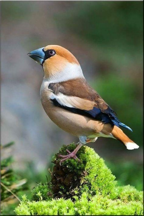 Buen día Evening Grosbeak, Eggs Diet, Asian Birds, Hawfinch, Bird Breeds, Kinds Of Birds, Finches, Nature Birds, All Birds