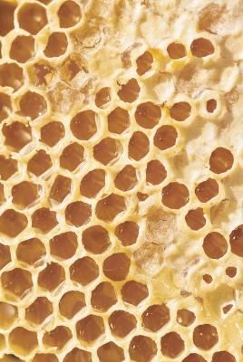 What Are the Benefits of Eating Honeycomb? Never knew you could eat this. Most beekeepers take the intact comb to give back to the bees so they can produce even more honey. They also say honeycombs from basswood boxes lend a very unique taste to it. Eating Honeycomb, Raw Honey Benefits, Honey Store, Tomato Nutrition, Honey Benefits, Bee Keeper, Bee Pollen, Skin Benefits, Raw Honey