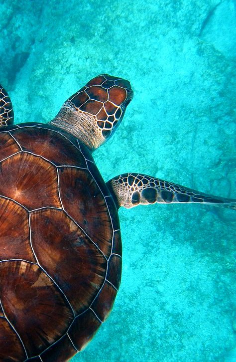 Swim With Turtles, Sea Turtle Wallpaper, Sea Turtle Pictures, Turtle Wallpaper, Turtle Conservation, Beautiful Wildlife, Cute Summer Wallpapers, Beautiful Ocean Pictures, Beautiful Sea Creatures