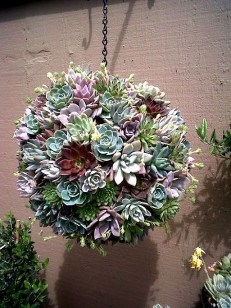 Creative Indoor And Outdoor Succulent Garden Ideas 2017 Succulent Ball, Art Floral Japonais, Room Plants, Succulent Gardens, Succulent Landscaping, Succulent Garden Diy, Succulent Wreath, Hanging Succulents, Succulent Wall