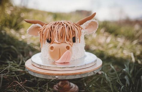 Highland Cow Birthday Theme, Smash Cake Cow, Highland Cow Smash Cake, Highland Cow Birthday Cake, Cowboy Theme Cake, Cow Smash Cake, Highland Cow Cake, Cow Birthday Cake, Cow Cupcakes