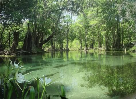 Florida Springs, Springs Florida, Pretty Landscapes, 수채화 그림, Old Florida, Florida Travel, Nature Aesthetic, Pretty Places, Green Aesthetic