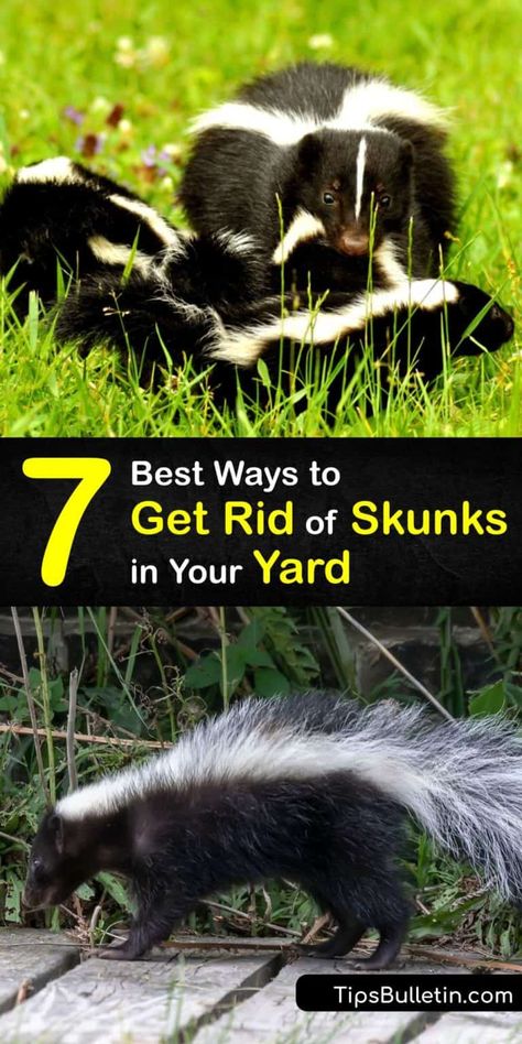 Keep Skunks Out Of Yard, Natural Skunk Repellent, How To Deter Skunks From Yard, Diy Skunk Repellent, Skunk Repellent Yards, How To Get Rid Of Skunks, How To Keep Skunks Out Of Your Yard, How To Get Rid Of Skunks In Your Yard, Skunk Trap