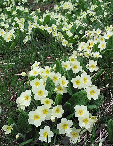 KUSYMRE - Primula vulgaris Family Color Schemes, Primula Vulgaris, Primula Auricula, Hidden House, Woodland Plants, Plant Catalogs, Family Coloring, Wildflower Garden, Woodland Garden