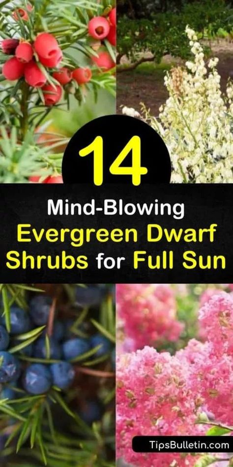 Try planting some of these incredible dwarf evergreen shrubs for full sun in your garden. Many of these amazing plants are low maintenance, deer resistant, and even winter hardy. Add them to rock gardens or as privacy fencing to really make a statement in your yard. #dwarf #shrubs #evergreen #sun Full Sun Evergreen Plants, Evergreen Shrubs Full Sun, Shrubs For Full Sun, Deer Resistant Landscaping, Small Evergreen Shrubs, Short Trees, Privacy Screening, Full Sun Shrubs, Privacy Fencing